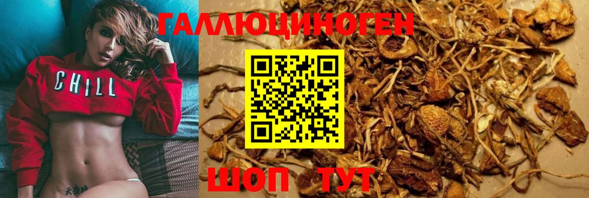 Псилоцибиновые грибы Cubensis Саянск